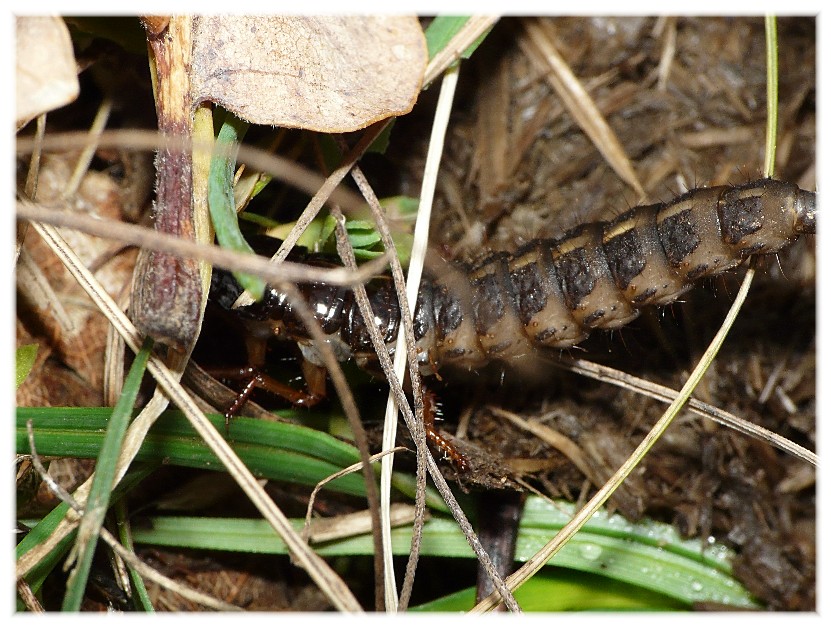 Larva di...??? Ocypus cfr. olens